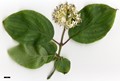 SpeciesSub: subsp. australis